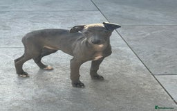 Whippet dogs for sale: Beautiful KC Whippet puppies  - Advert 15