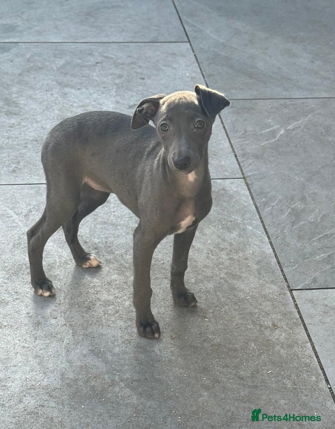 Whippet dogs for sale: Beautiful KC Whippet puppies  - Advert 15