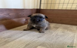Belgian Shepherd Dog dogs for sale: Top working line puppies  - Image 7
