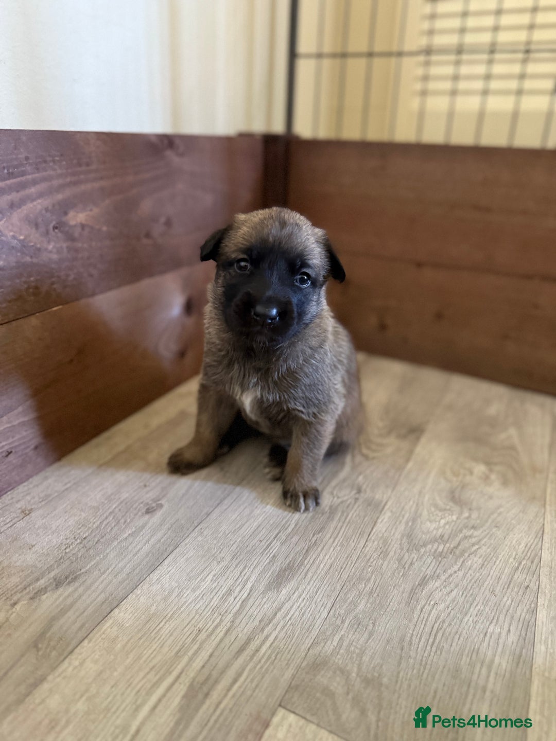 Belgian Shepherd Dog dogs for sale: Top working line puppies  - Image 7
