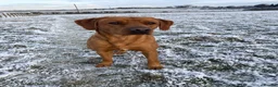 Labrador Retriever dogs for stud: Proven KC Fully Health Tested Fox Red Labrador in Carlisle - Advert 6