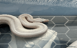Boa Snake reptiles for sale: Super Fire Boa Constrictor Juvenile Male - Image 4
