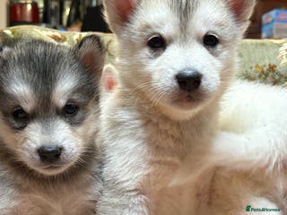 Alaskan Malamute dogs K.C registered Quality Alaskan Malamute puppies - Advert 5