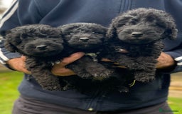 Bedlington Terrier dogs for sale: Stunning Bedlington Terrier puppies  - Image 2