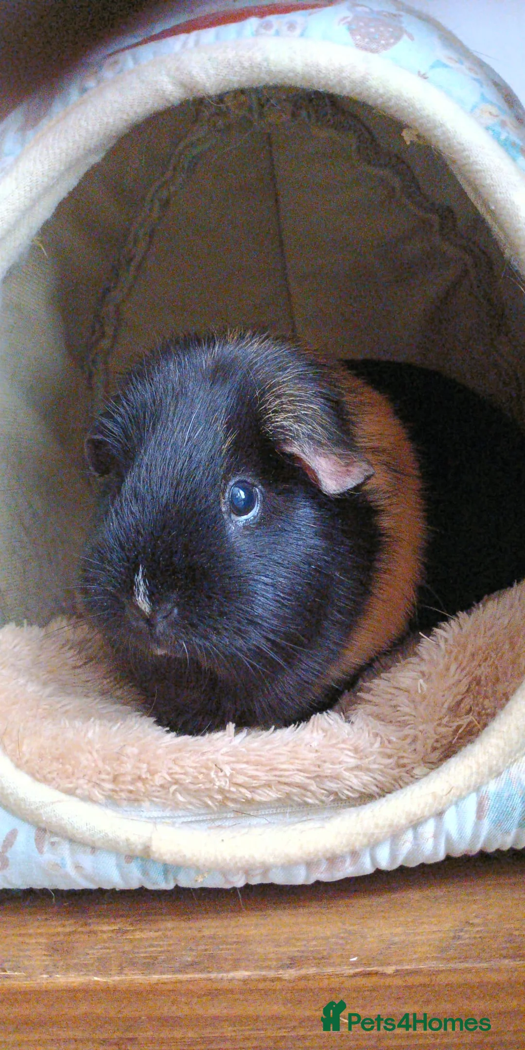 Guinea Pig rodents for sale: Guinea pig for sale + food and bedding - Advert 1
