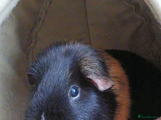 Guinea Pig rodents Guinea pig for sale + food and bedding - Advert 1