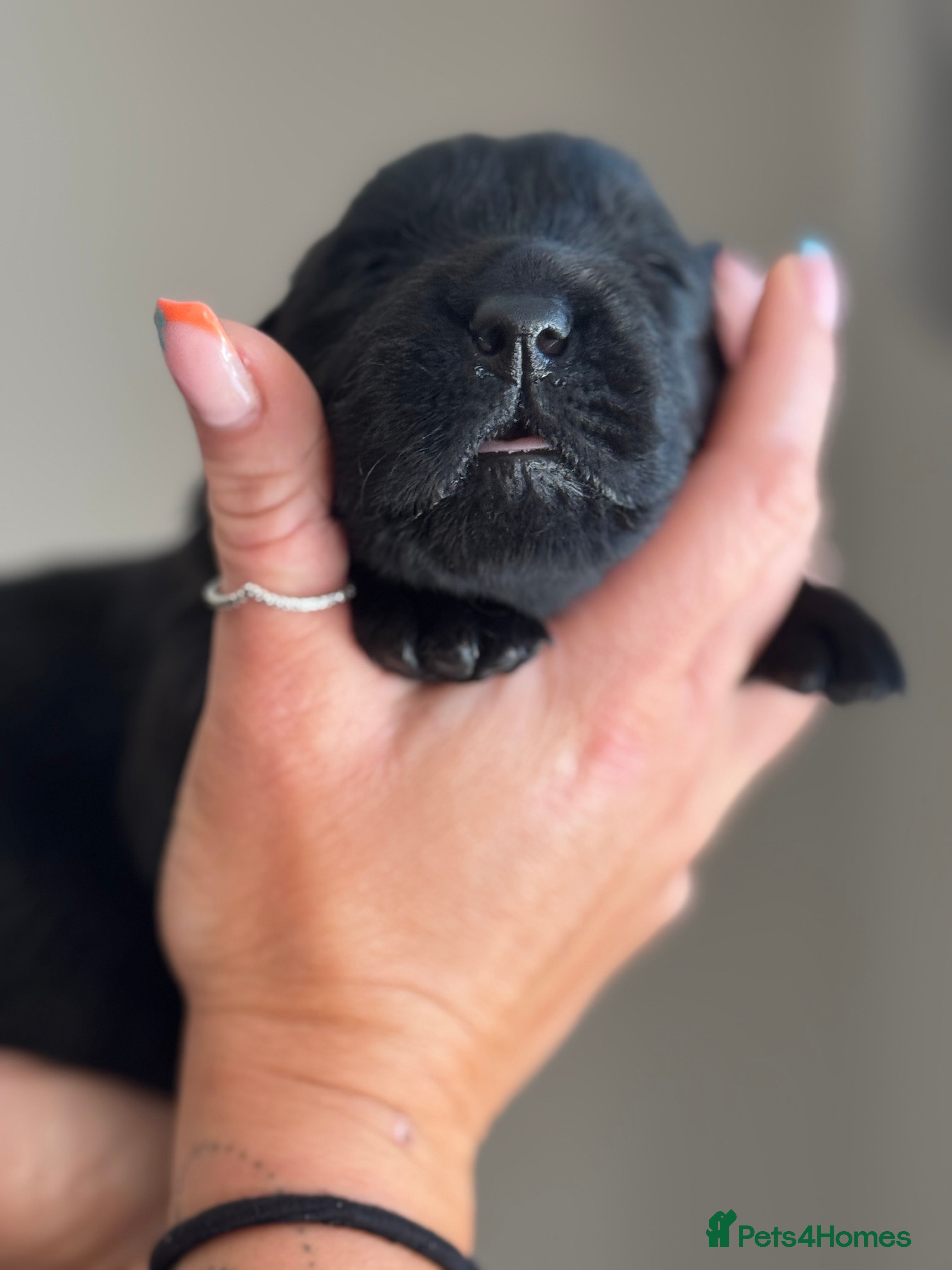 Goldador dogs GOLDADORABLES 💕 - Advert 2