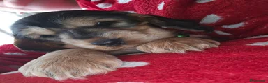 Cocker Spaniel Puppy - green colar, sable girl