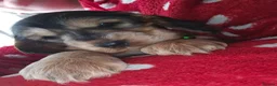 Cocker Spaniel dogs for sale: Adorable show type cocker spaniel puppies  - Advert 26