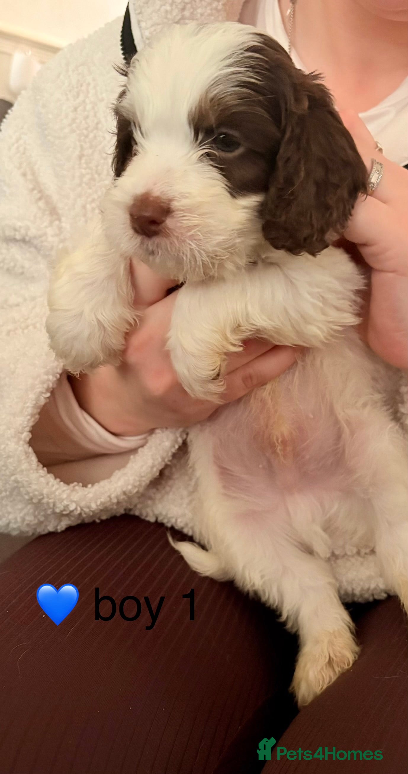 Cockapoo dogs F1B cockerpoo’s ready to leave 22nd January  - Advert 11