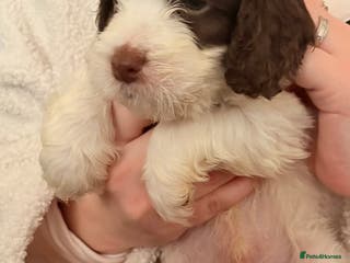 Cockapoo dogs F1B cockerpoo’s ready to leave 22nd January - Advert 2