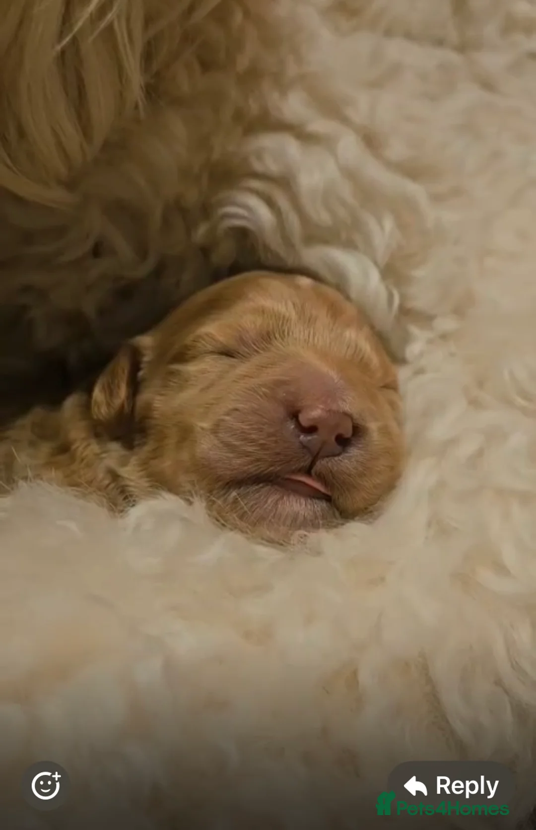 Goldendoodle dogs for sale: Goldendoodle/double doodle - Advert 4