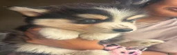 Pomsky dogs for sale: American Line Health Tested F4 Pomskys - Advert 29
