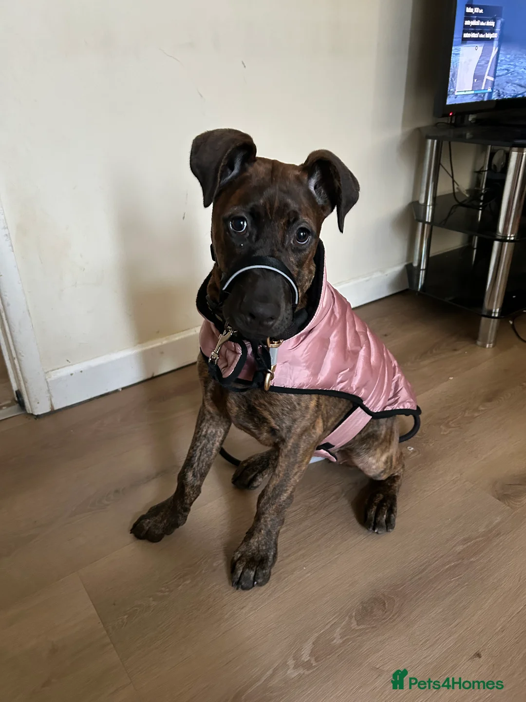 Mixed Breed dogs for sale: Doberman x Cane Corso 4 months puppy - Advert 4