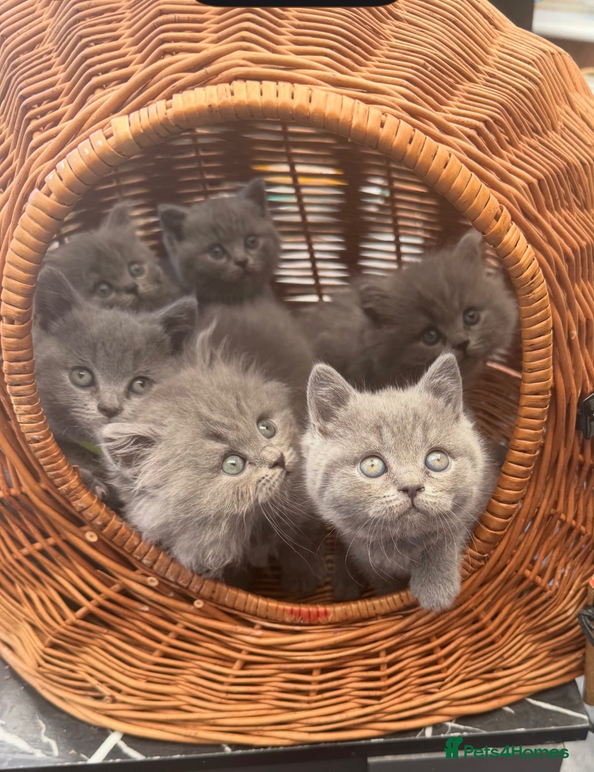 British Shorthair cats Gorgeous teddy British sh/l hair kittens,GCCF stud - Advert 7