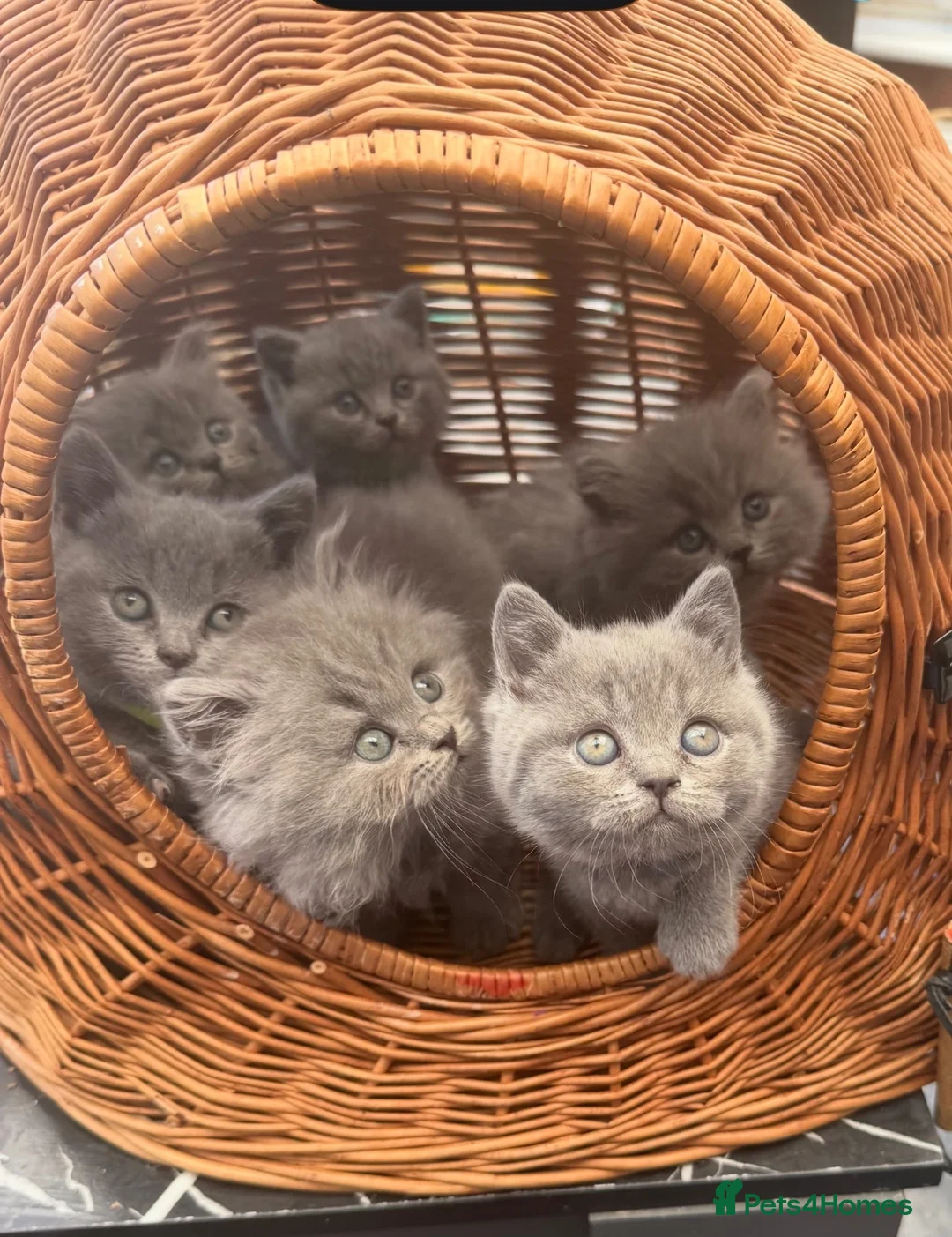 British Shorthair cats for sale: Gorgeous teddy British sh/l hair kittens,GCCF stud - Advert 1