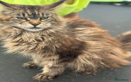 Maine Coon cats for sale: TICA Maine Coon Brown Tabby Female - Image 1