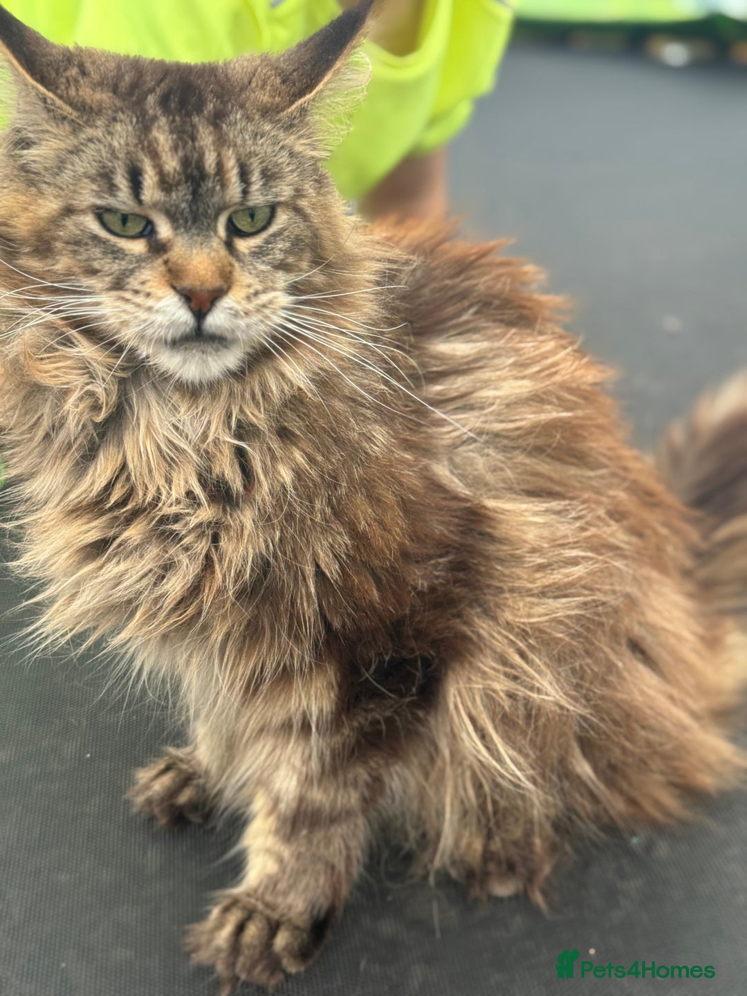 Maine Coon cats for sale: TICA Maine Coon Brown Tabby Female - Image 1