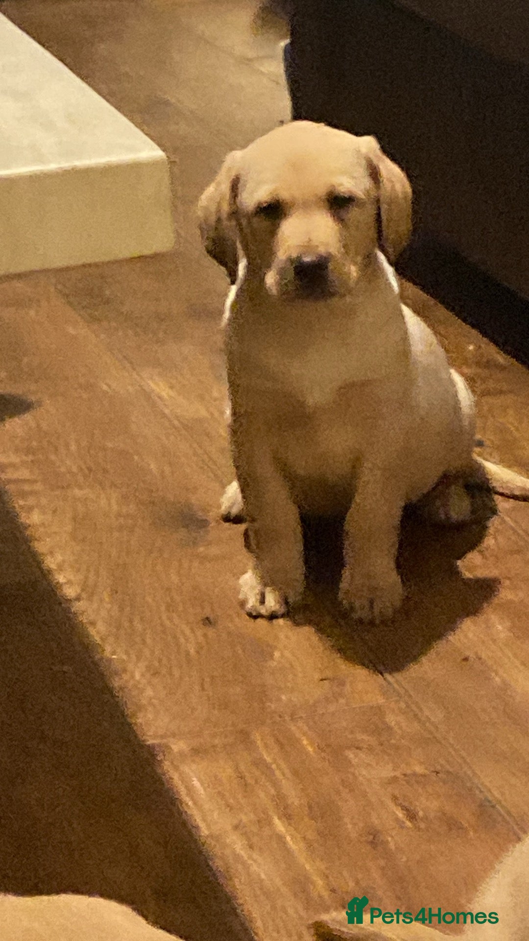 Labrador Retriever dogs for sale: Chunky Labradors ready now - Image 1