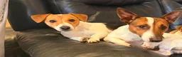 Jack Russell dogs for sale: Jack russell  - Advert 2