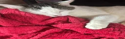 Domestic Shorthair cats for sale: Meet Falcon - Advert 1