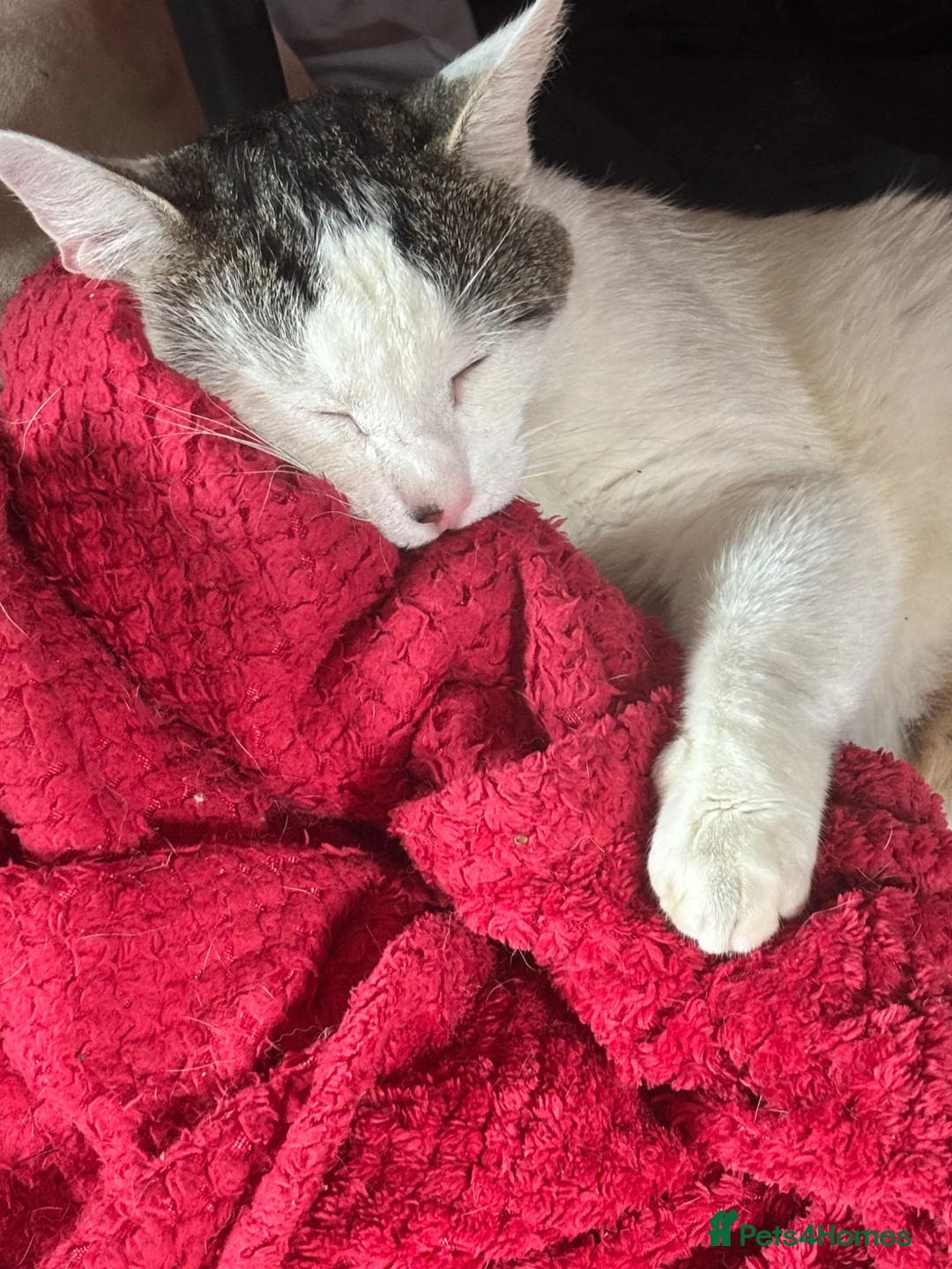 Domestic Shorthair cats for sale: Meet Falcon - Advert 1