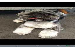 Lhasa Apso dogs for sale: Beautiful Lhasa apso pups - Image 8