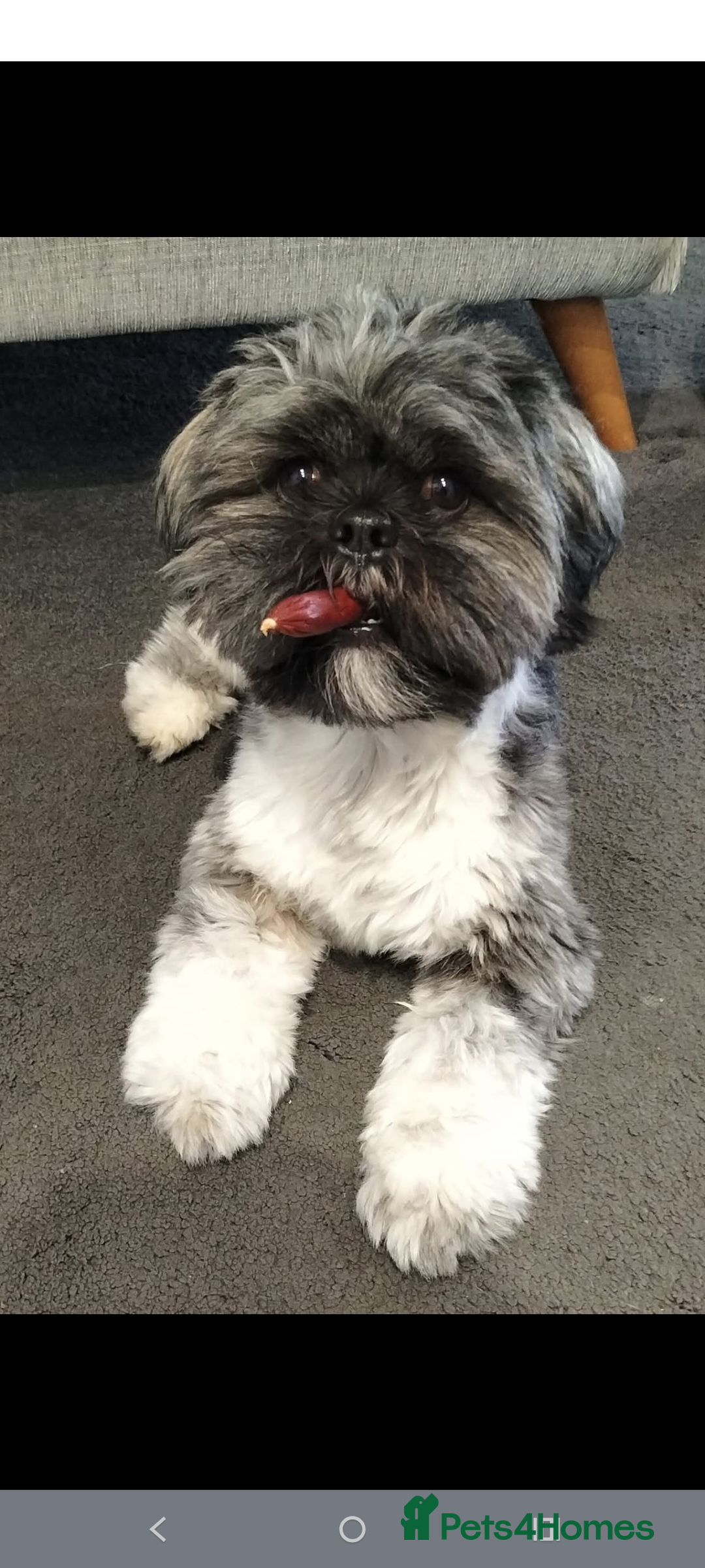 Lhasa Apso dogs for sale: Beautiful Lhasa apso pups - Image 8