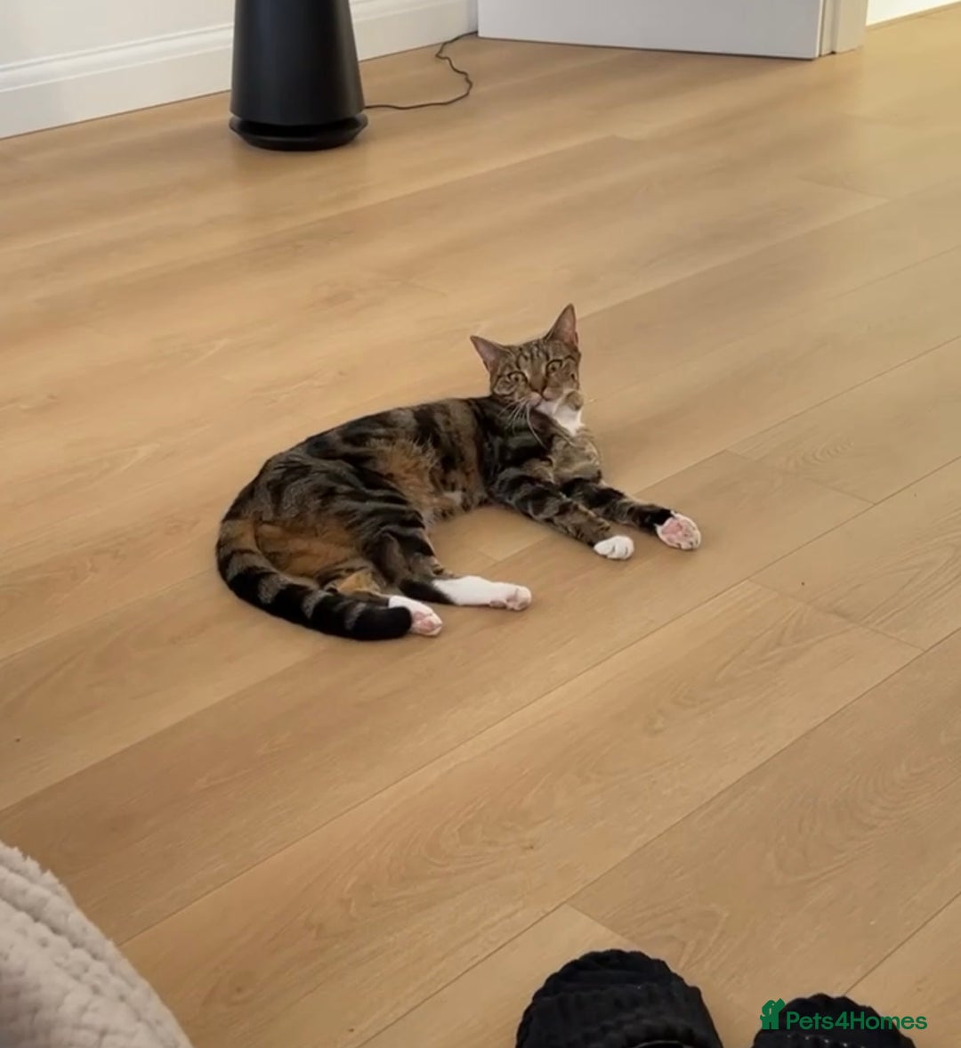 American Shorthair cats for sale: American shorthair tabby cat - Advert 2