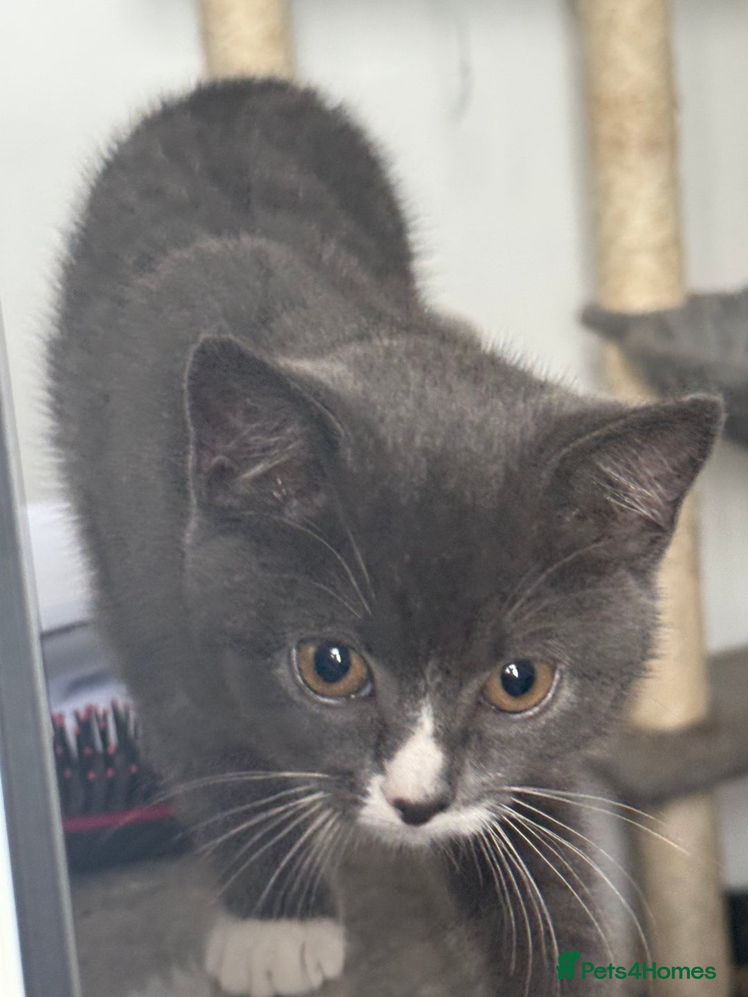 British Shorthair cats for sale: REDUCED Beautiful bi colour BSH 1 girl ready now  - Image 6
