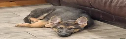 German Shepherd dogs for sale: KC Health Tested Gsd READY NOW! - Advert 9