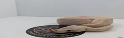 Python Snake reptiles for sale: Royal Python's  - Advert 5