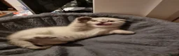 Scottish Fold cats for sale: Scottish Straight and Scottish Fold  - Advert 4
