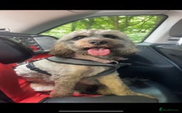 Cockapoo dogs for sale: Meet Mylo - Advert 6