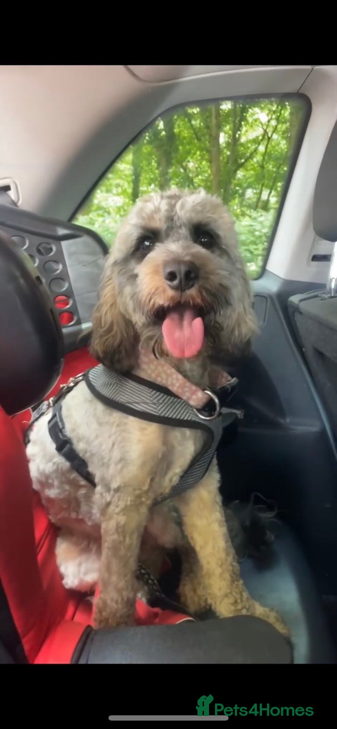 Cockapoo dogs for sale: Meet Mylo - Advert 6