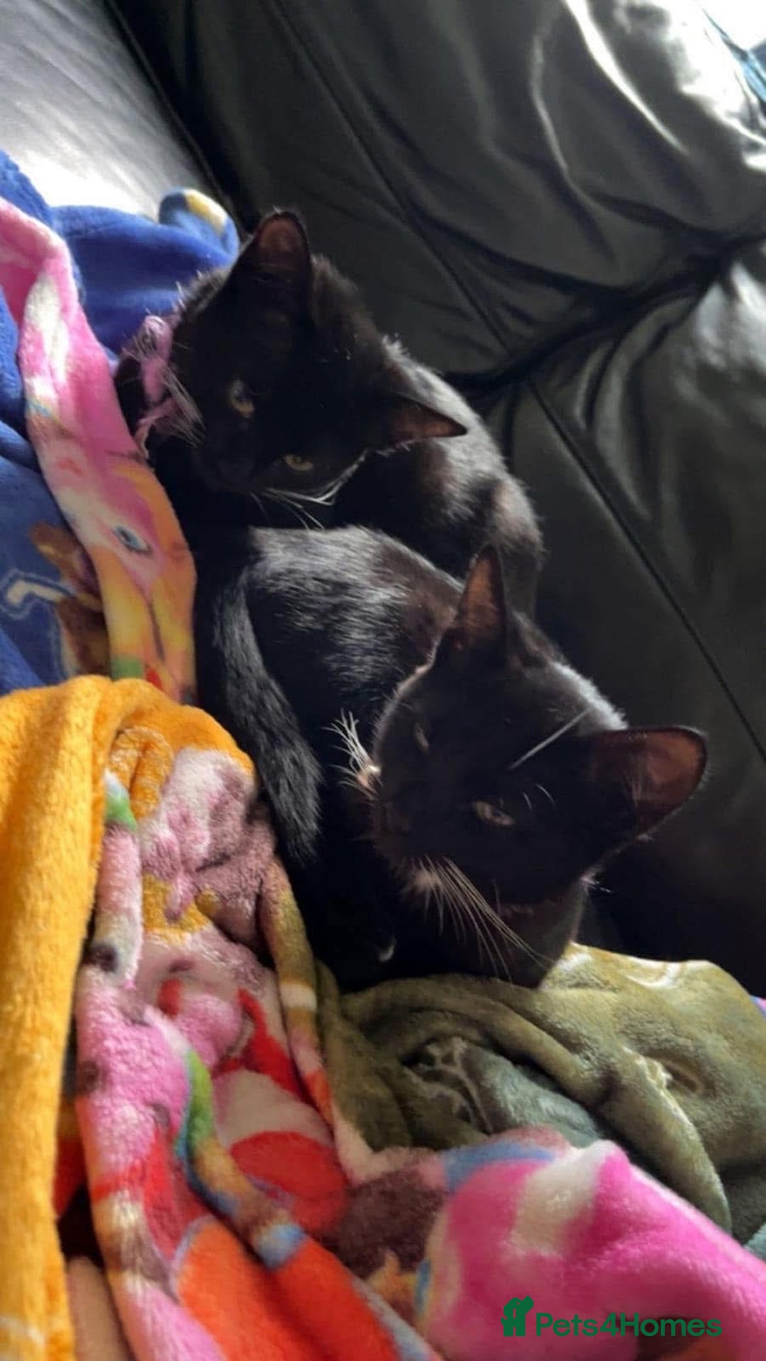 Domestic Shorthair cats for sale: Black and white cat  - Image 4