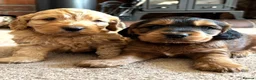 Cockapoo dogs for sale: F1b Cockapoos  - Advert 6