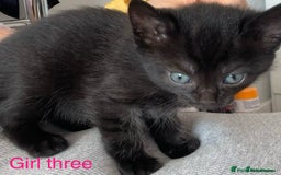 Mixed Breed cats for sale: 3 beautiful black kitten girls  - Image 3