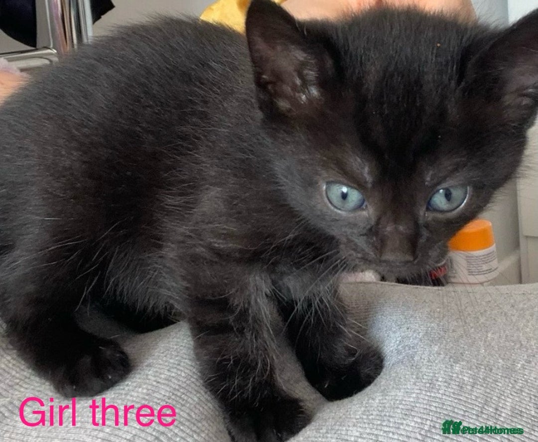 Mixed Breed cats for sale: 3 beautiful black kitten girls  - Image 3