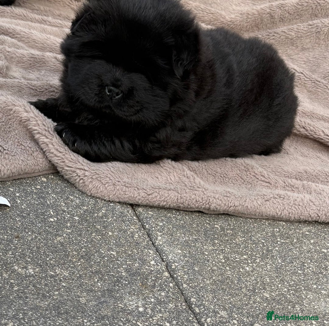 Chow Chow dogs for sale: Four Luxury Female ChowChows🐾 - Advert 14