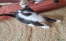 Mixed Breed cats for sale: Playful kittens dog savvy - Image 6