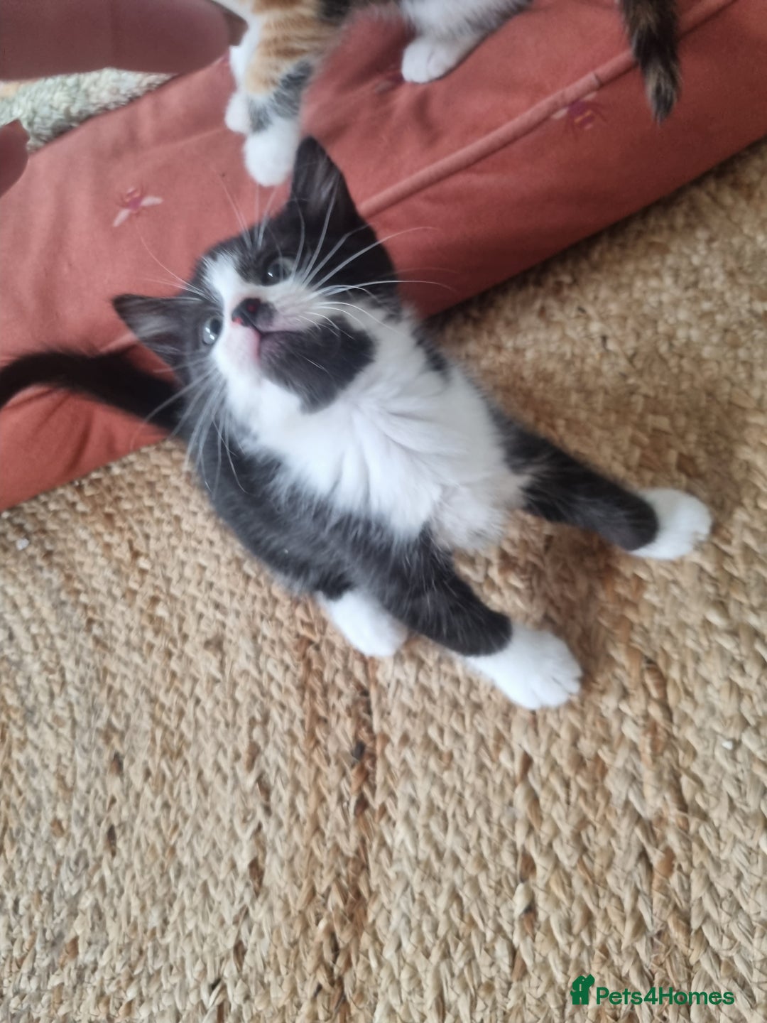 Mixed Breed cats for sale: Playful kittens dog savvy - Image 6