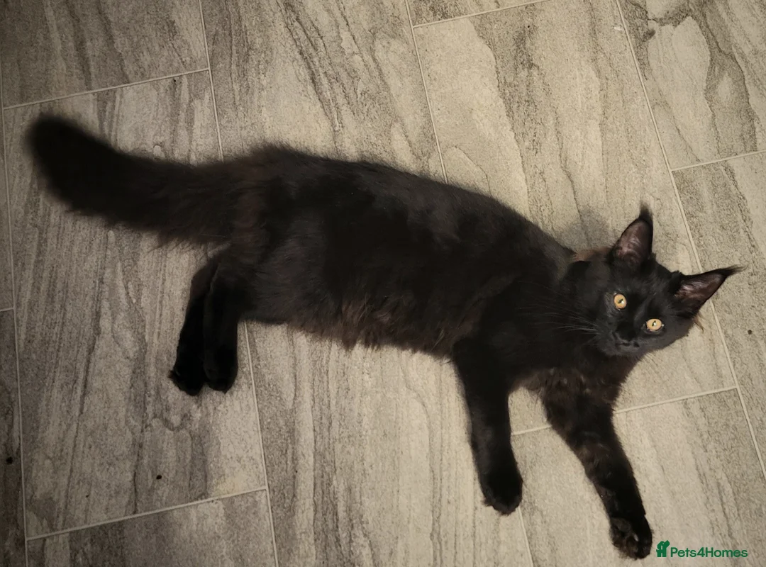 Maine Coon cats for sale: Beautiful Maine coon ready for her forever 🏡  - Advert 8