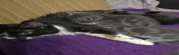 Mixed Breed cats for sale: Kittens ready for forever homes  - Advert 5