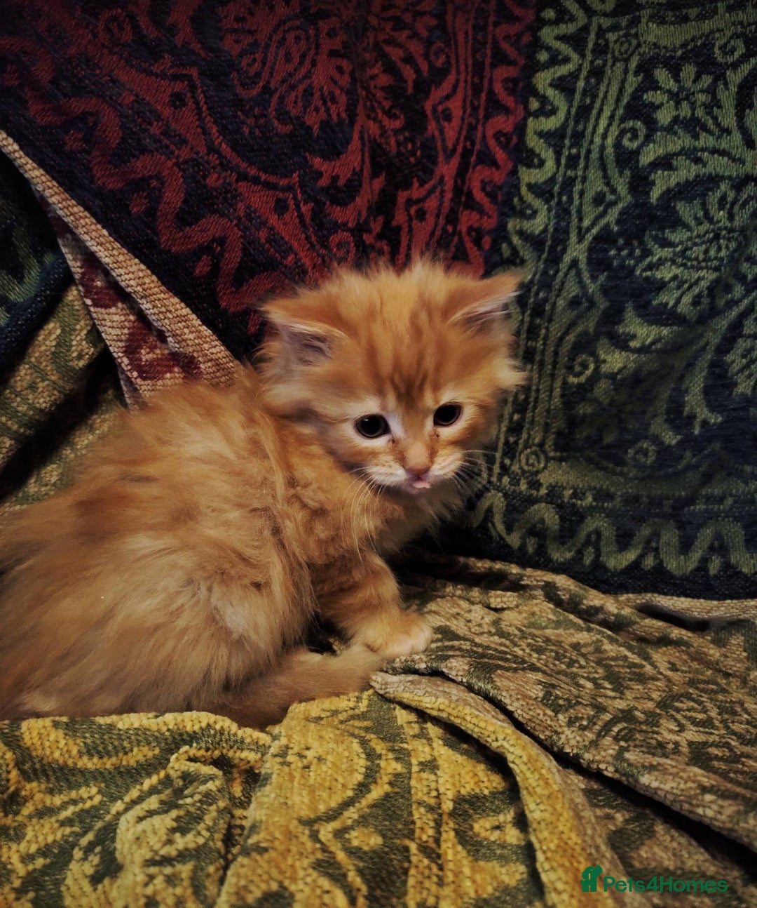 Maine Coon cats for sale: Half maine coon girls kittens - Advert 7