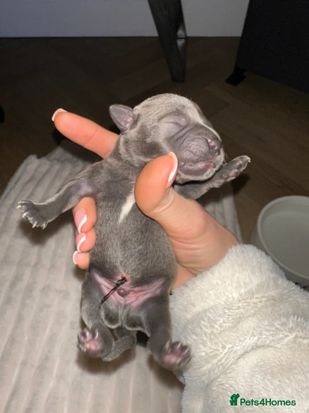 Staffordshire Bull Terrier dogs for sale: Staffordshire Bull Terrier Pups for Sale 🩶 - Advert 23