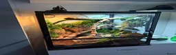 Gecko reptiles for sale: Gargoyle Gecko  - Advert 6