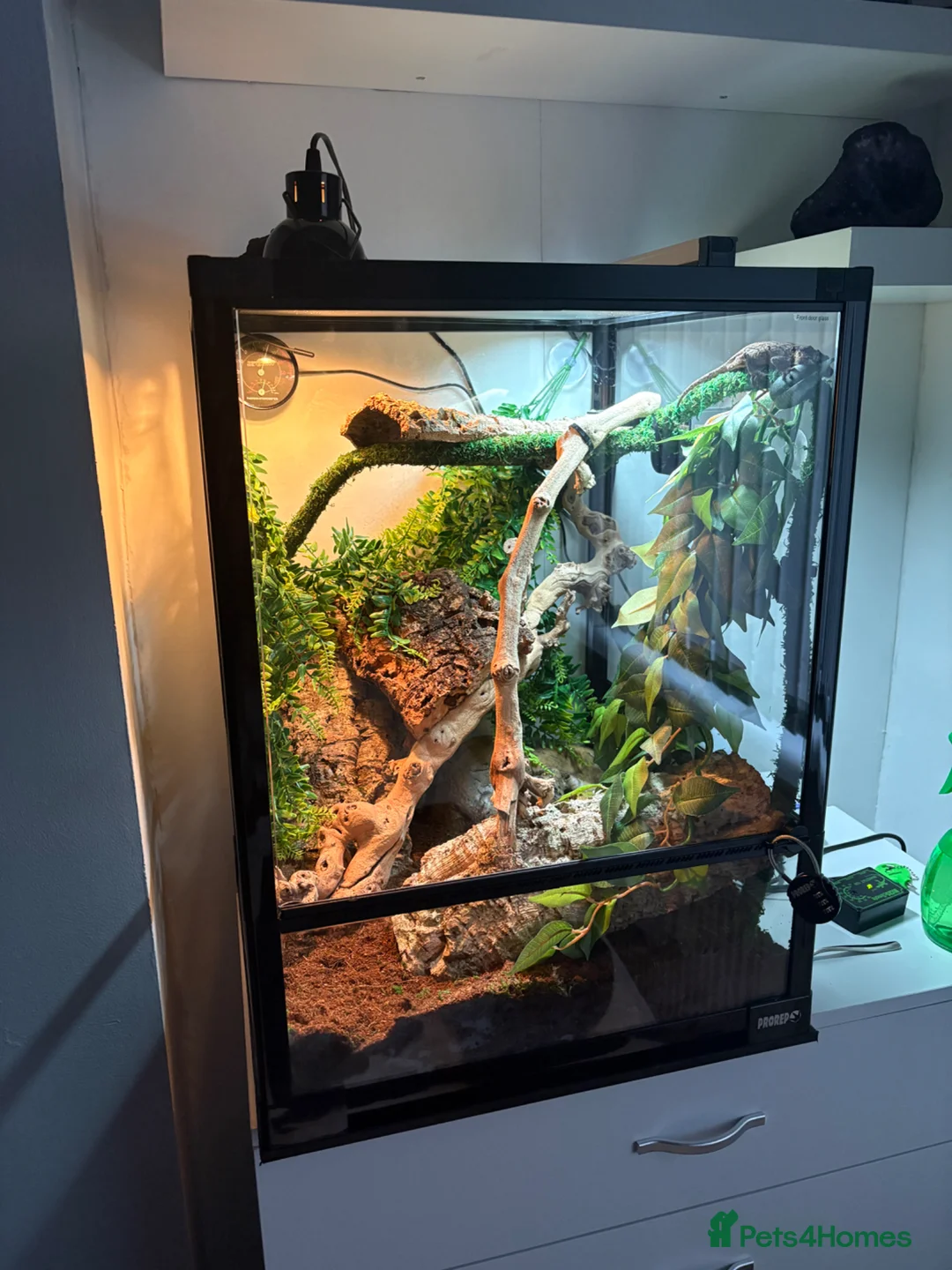 Gecko reptiles for sale: Gargoyle Gecko  - Advert 6