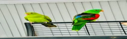 Parrots birds for sale: RARE Pair of Crimson Wing Parrots - Advert 3