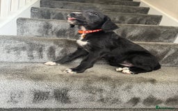 Mixed Breed dogs for sale: Lurcher puppies  - Image 15